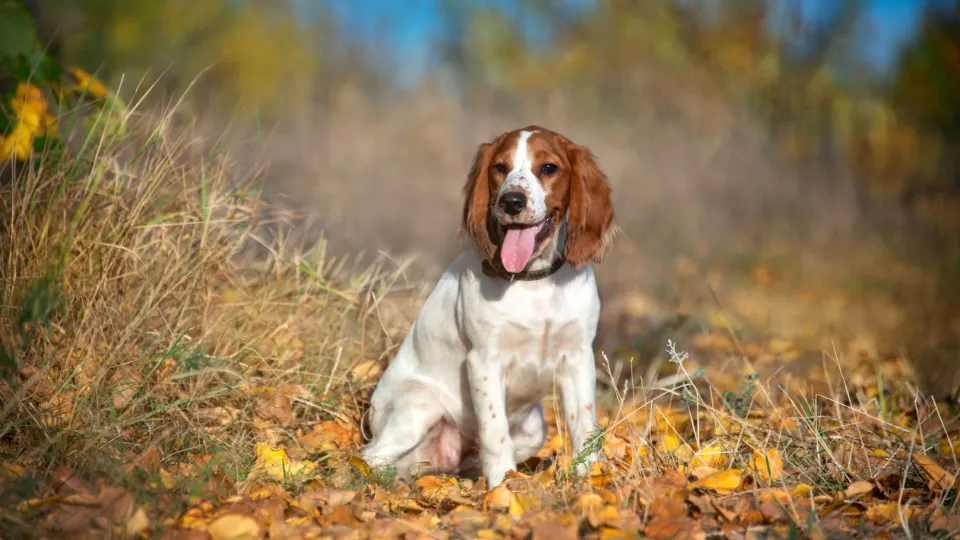 Spaniel (Field)